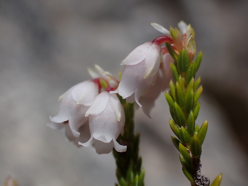 Slim Heath (Erica leptantha)
