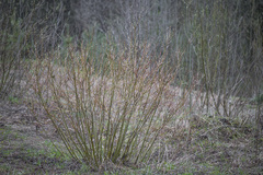 Salix starkeana