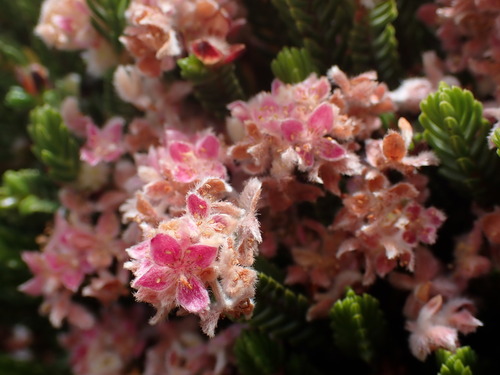 Woolly Stripper (Lachnaea laniflora)