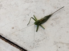 Neobarrettia sinaloae