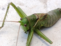 Neobarrettia sinaloae