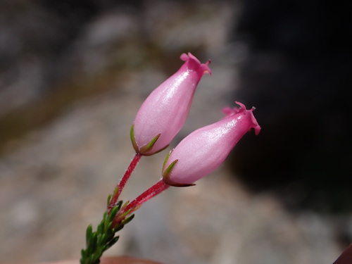 Savil Vase Heath (Erica savilea)