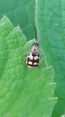 Diabrotica sinuata