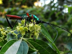 Plinthocoelium chilense