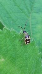 Diabrotica sinuata