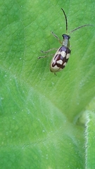 Diabrotica sinuata