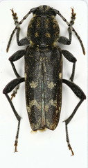 Xylotrechus rusticus
