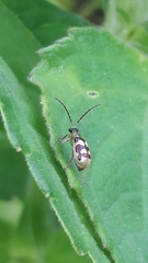 Diabrotica sinuata