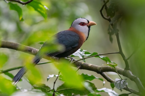 Scale-Feathered Malkoha