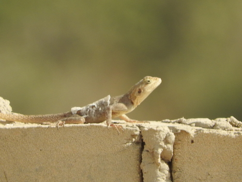 False Agama, Agama paragama