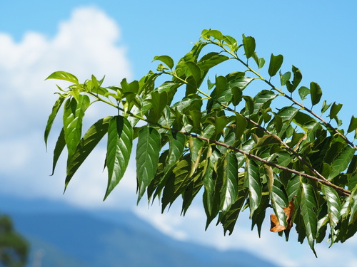 Rhamnus formosana, photograph 6
