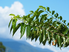 Rhamnus formosana, photograph author not stated, no rights reserved
