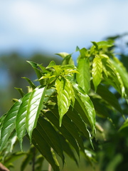 Rhamnus formosana, photograph author not stated, no rights reserved