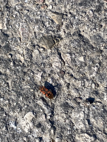 Indian Milkweed Bug
