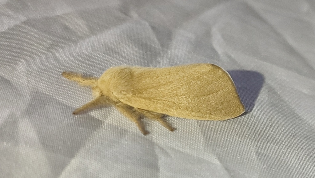 Sumeria dipotamica