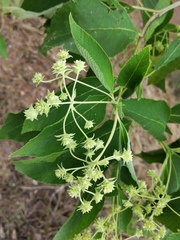 Lippia umbellata
