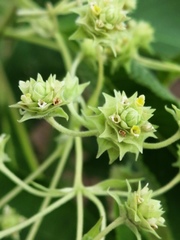 Lippia umbellata