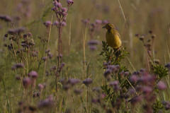 Macronyx capensis colletti
