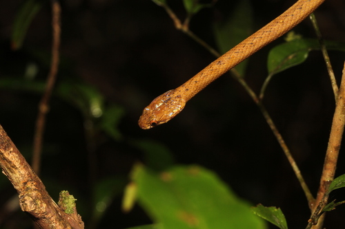 Lined Forest Snake