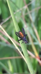 Beskia aelops