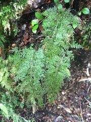 Hymenophyllum flexuosum