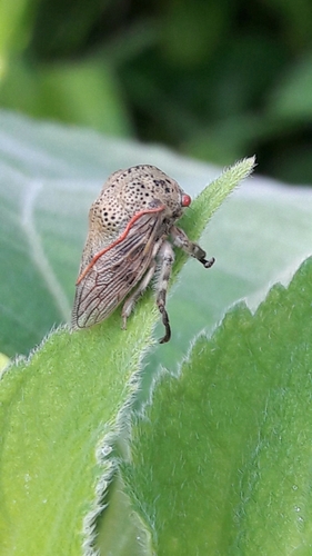Metcalfiella pertusa
