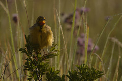Macronyx capensis colletti