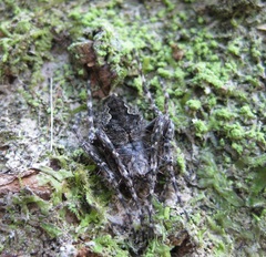 Socca pustulosa
