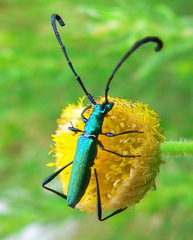 Hypocrites claviger claviger