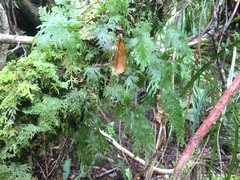 Hymenophyllum flexuosum