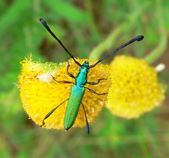 Hypocrites claviger claviger