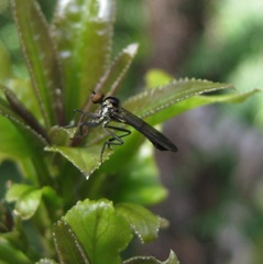 Homalocnemis