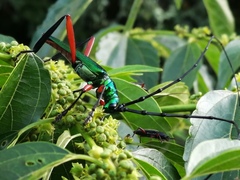 Plinthocoelium chilense