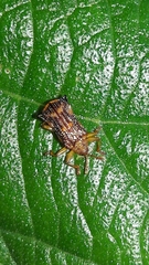 Uroplata fulvopustulata