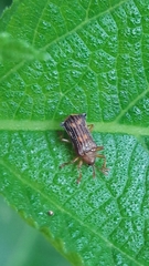 Uroplata fulvopustulata