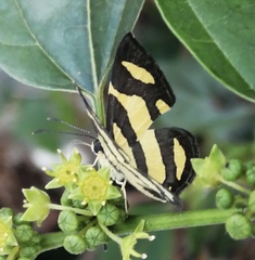 Baeotis zonata zonata