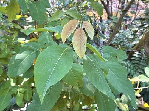 Dendrolobium umbellatum iNat (2)