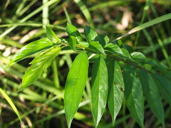 Rhamnus formosana, photograph author not stated, no rights reserved