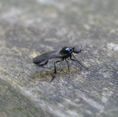 Dilophus segnis
