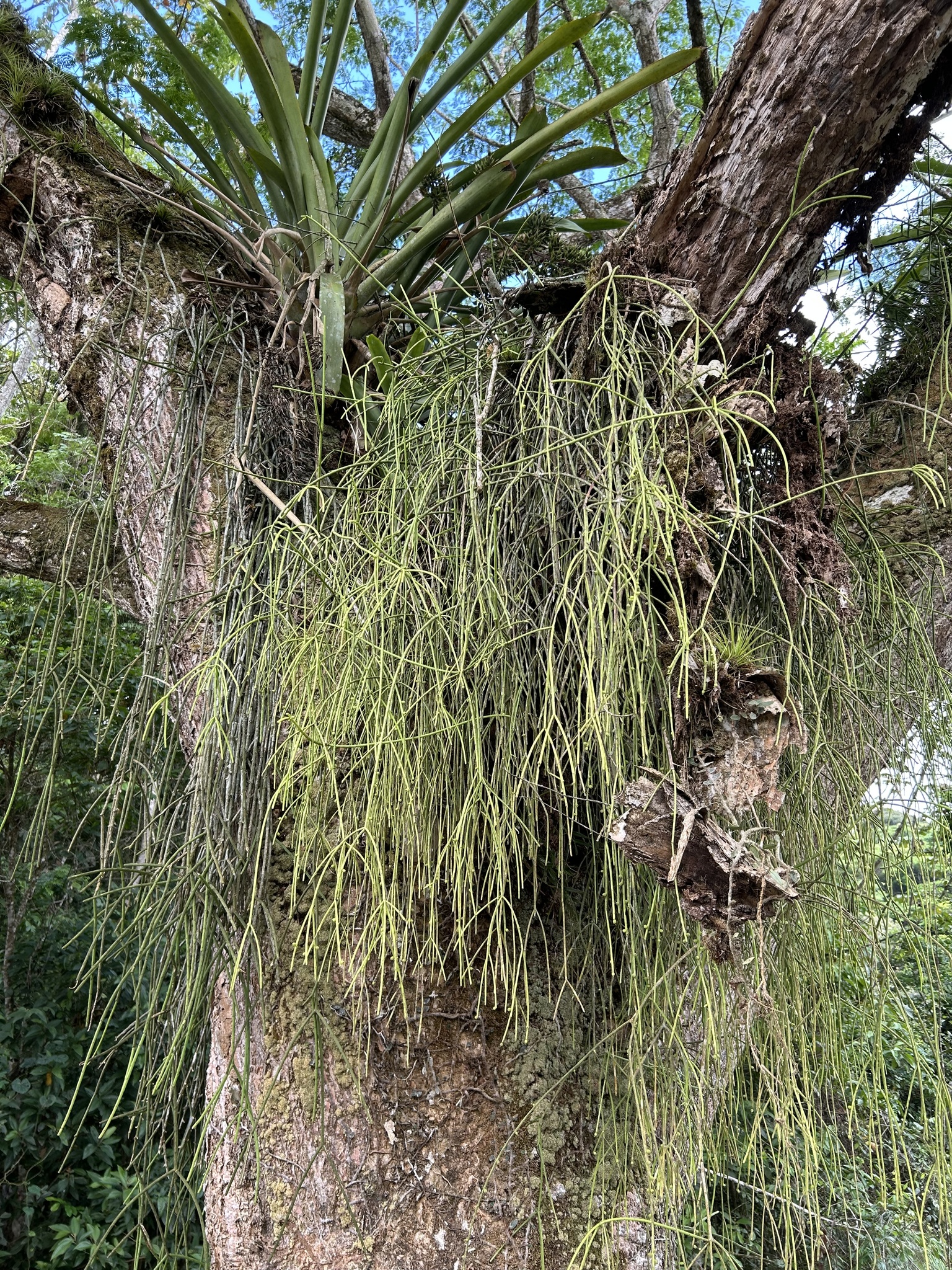 Rhipsalis baccifera