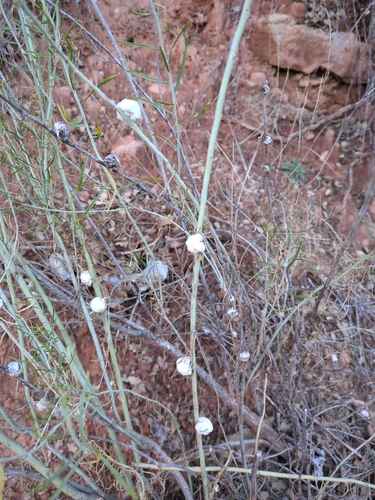 Unknown species found near Zion National Park, Zion, Washington County, US-UT, US