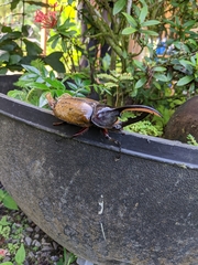 Dynastes septentrionalis