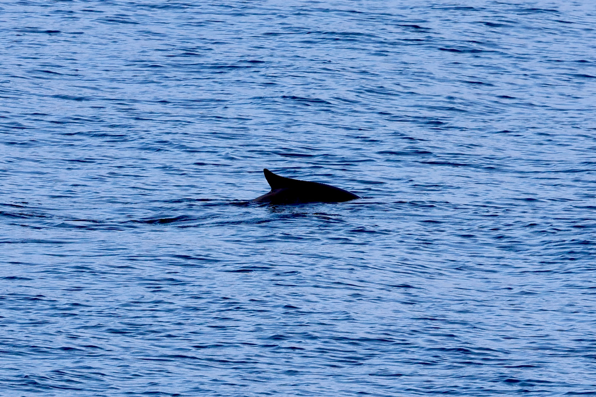 Phocoena spinipinnis