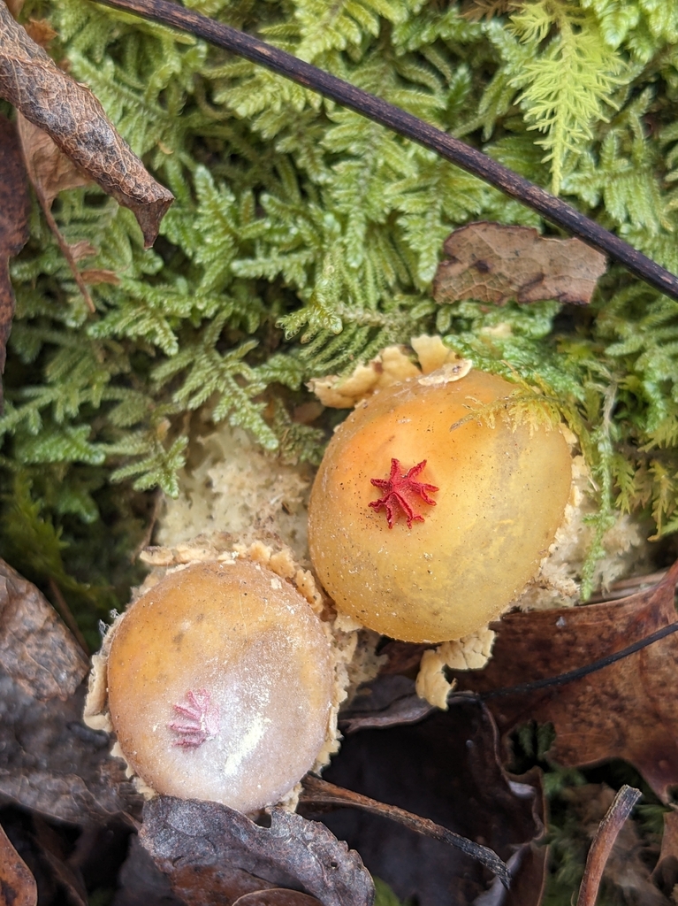 Calostoma lutescens · December 2025 · photo: © alainakrakowiak (iNaturalist, cc-by)