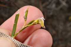 Carmichaelia corrugata