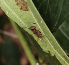 Camponotus rectangularis