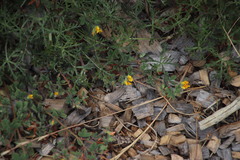 Lotus subbiflorus subbiflorus