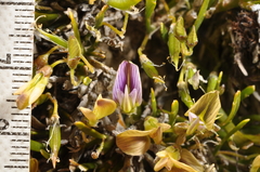 Carmichaelia corrugata