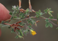 Lotus subbiflorus subbiflorus