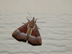Hypena bijugalis